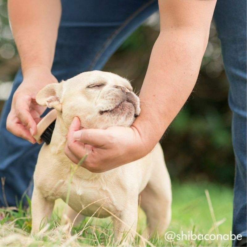 わんにゃんマッサージブラシ　「あのこのて」