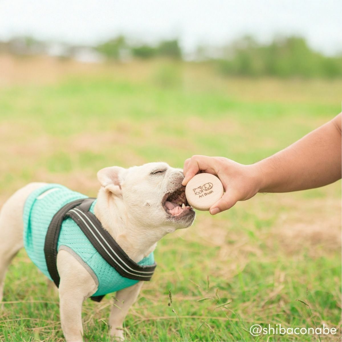 わんにゃんマッサージブラシ　「あのこのて」
