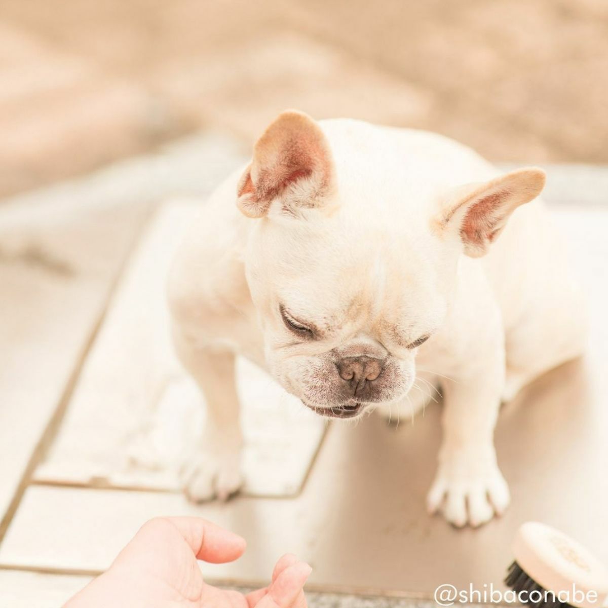 わんにゃんマッサージブラシ　「あのこのて」